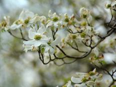 Blossoms on a dogwood tree