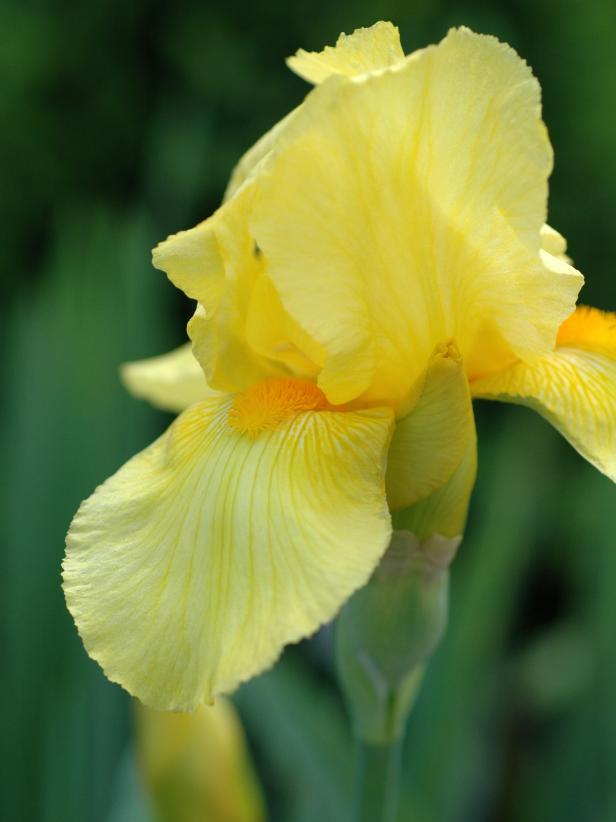 Transplanting Irises, When to Transplant Iris