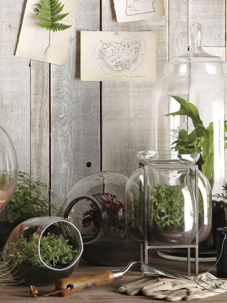 Plants in Glass Terrariums 