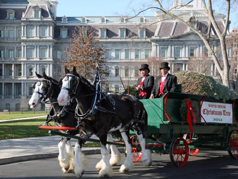 Horse-Drawn Carriage Delivers White House Christmas Tree