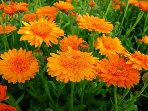 Pot of Marigolds