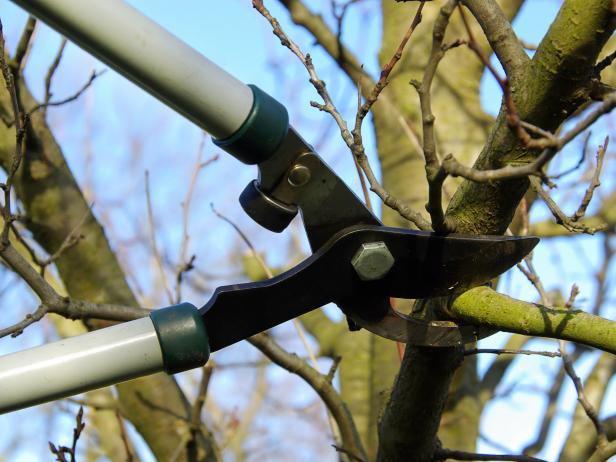 Pruning Back Trees
