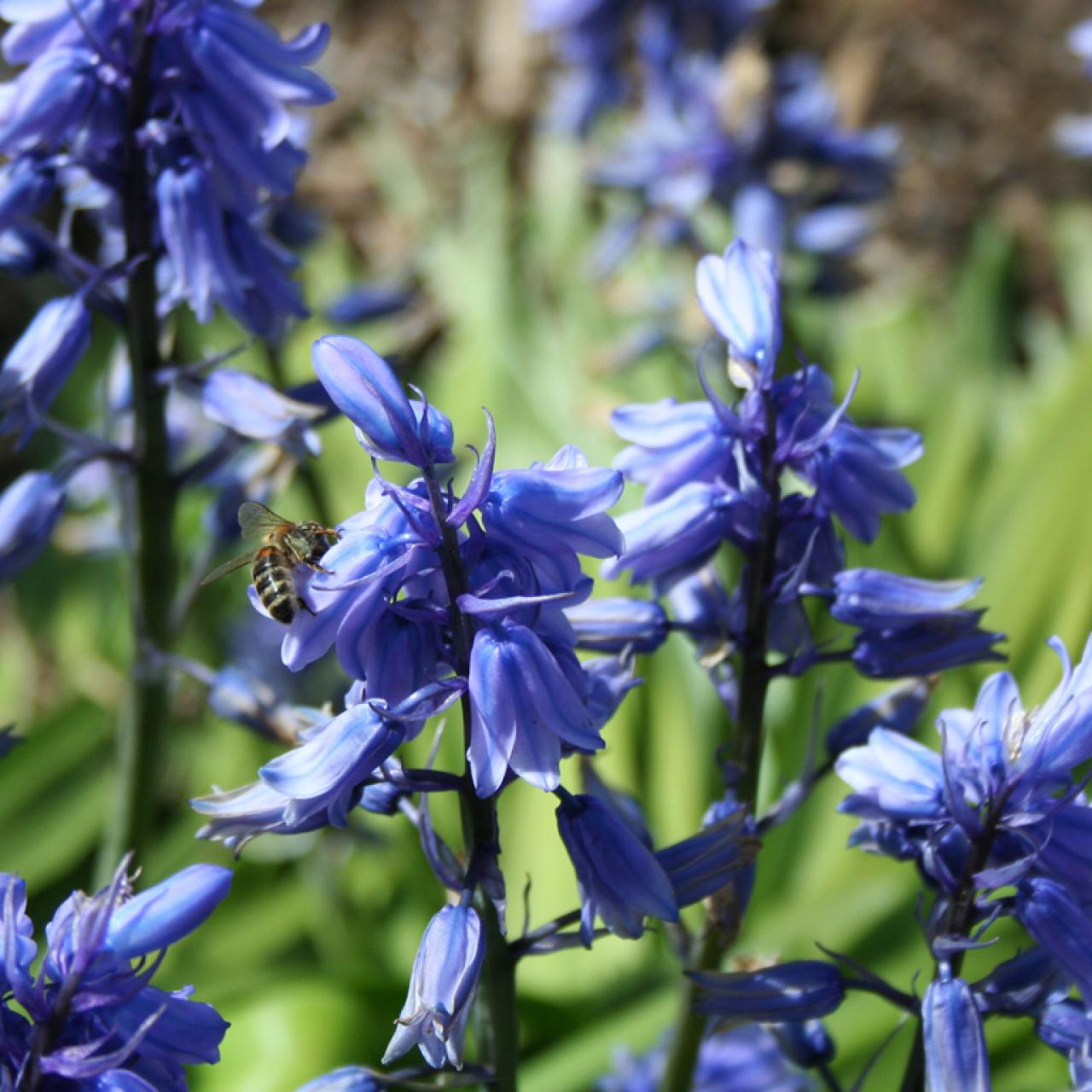 Choosing Blue Bulbs for Your Spring Garden | HGTV