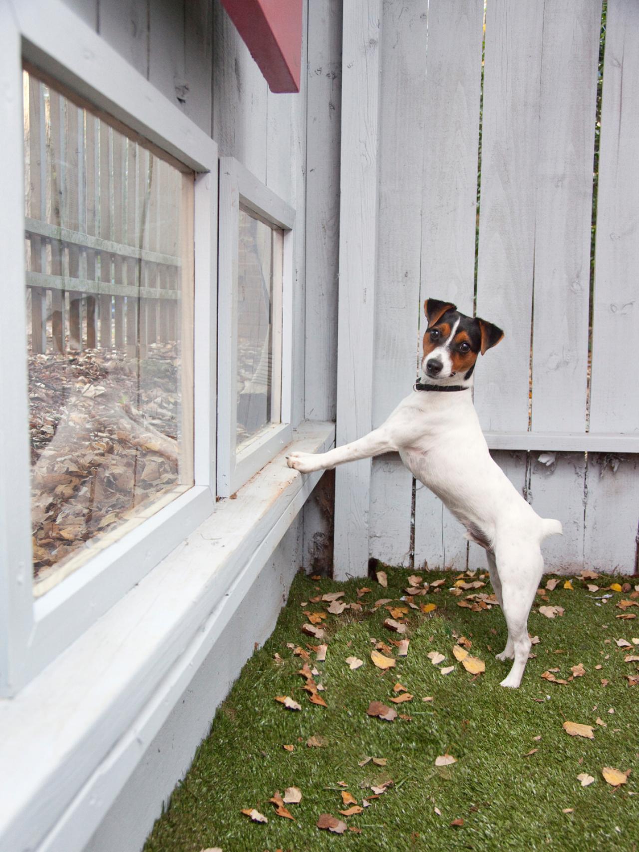 Watch dog outlet fence