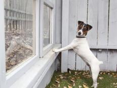 Dog Looking Out Built-In Fence Windows
