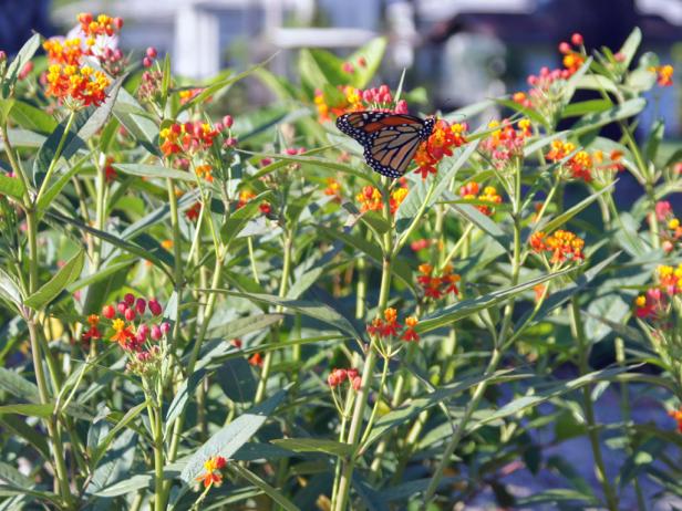 Butterfly Garden