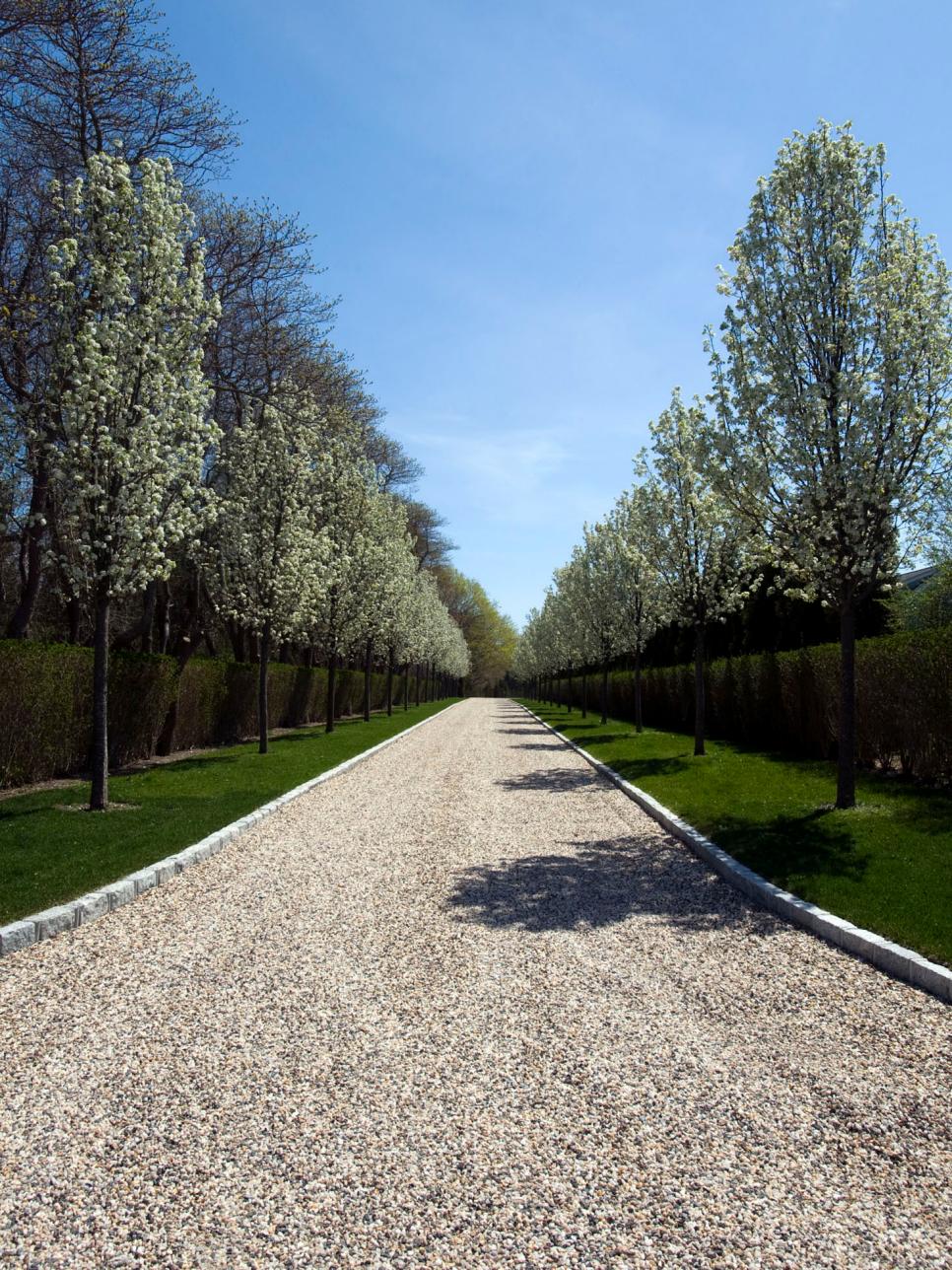 Callery Pear Trees Lining Tuscan Entryway