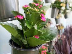 Kalanchoe containers