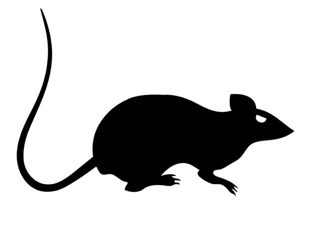 Drawings or print-outs of spooky critters (like this creepy rat!) are an easy way to amp up the scare factor at your next Halloween party.