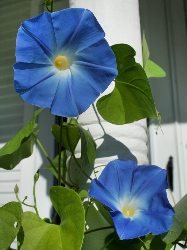 blue morning glory vine