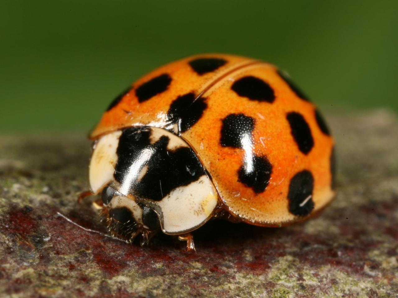 Lady bugs need special care to control aphids in the garden