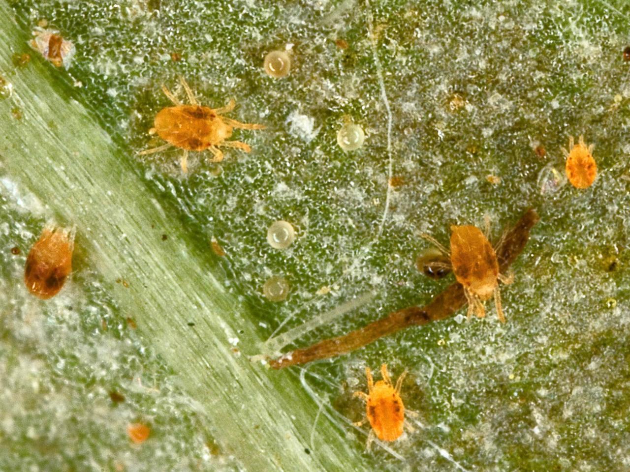 Super Simple Spider Mite Control And Prevention 55 OFF