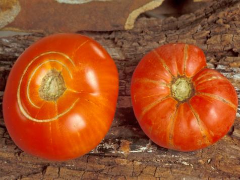 Why Do Tomatoes Split?