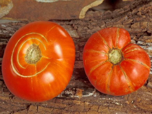 Two red tomatoes with splits and cracks.