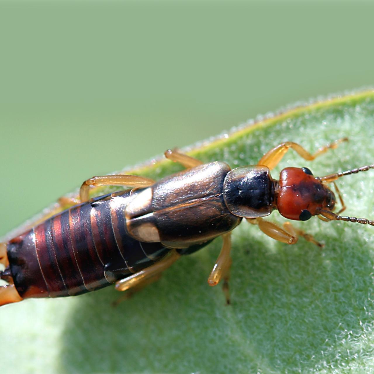 10 Stunning Red and Black Garden Bugs