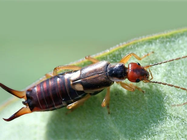 Earwig, also called a pincher bug