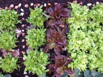 A few small rows of lettuce, cabbage and mustard are providing us with plenty of greens to eat.