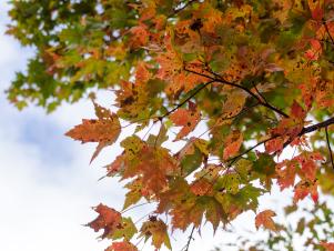 Original_Fall-Outdoor-Entertaining-Fall-Leaves-Above_h