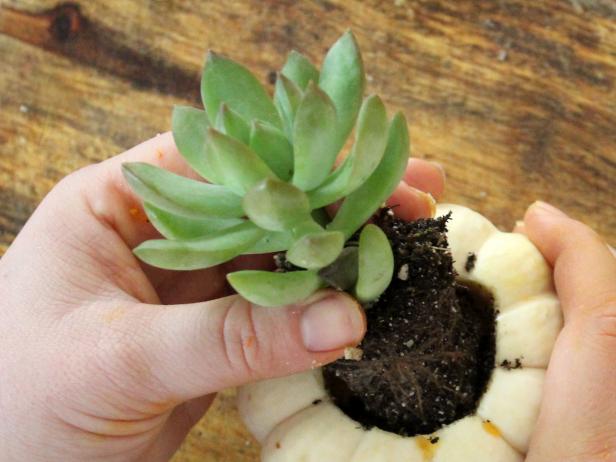 Add a handful of succulent or cactus soil to each pumpkin. Remove succulents from pots. Set inside pumpkin and press firmly in place. Sprinkle with water to complete step four.