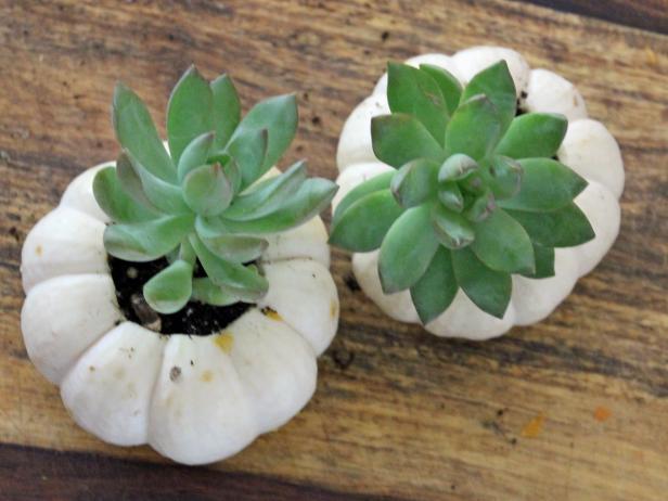Set succulents inside pumpkin and press firmly in place. Complete the DIY activity by sprinkling the plants with water.