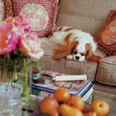 Transitional Sofa With Sleeping Pup