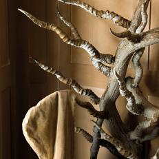 Antelope Horn Coat Rack
