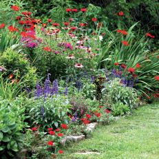 Perennial Flower Garden With Multicolored Salvia