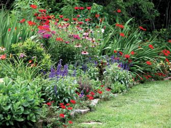 Lush Flower Garden With Purple & Red Blooms, Spikes of Grass