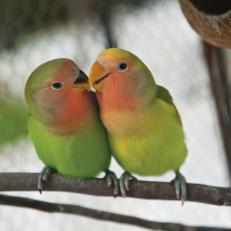 Colorful Love Birds