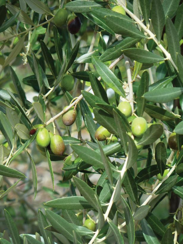 Olive Tree With Olives