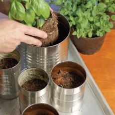Place Plants in Tins for DIY Kitchen Countertop Herb Garden