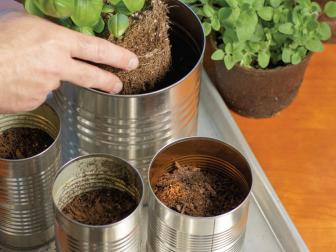 Place Plants in Tins 