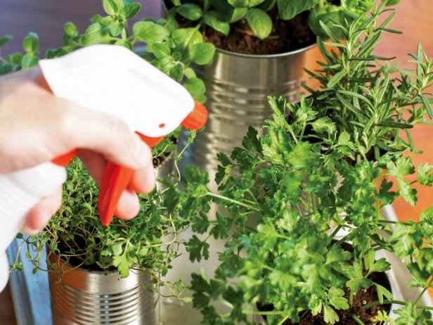 Grow Your Own Kitchen Countertop Herb Garden | HGTV