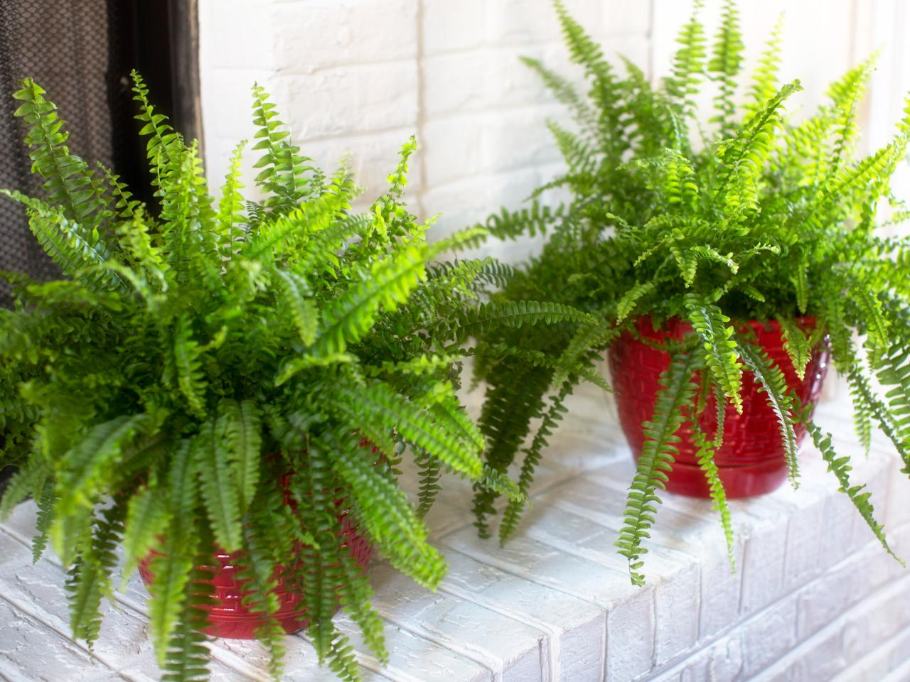 types of indoor ferns