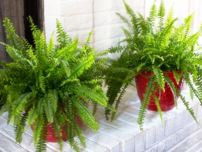How to care for a fern house plant