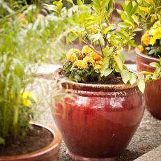 Yellow and Orange Potted Flowers