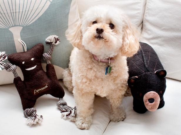 Dog with stylish toys