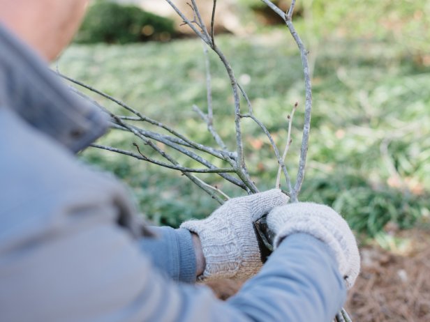 Gathering Tree Branches