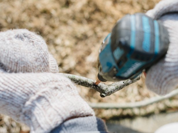 Drilling a Hole Into a Tree Branch