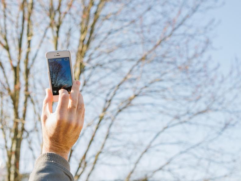 Dan Faires taking a picture of a tree to create a sketch