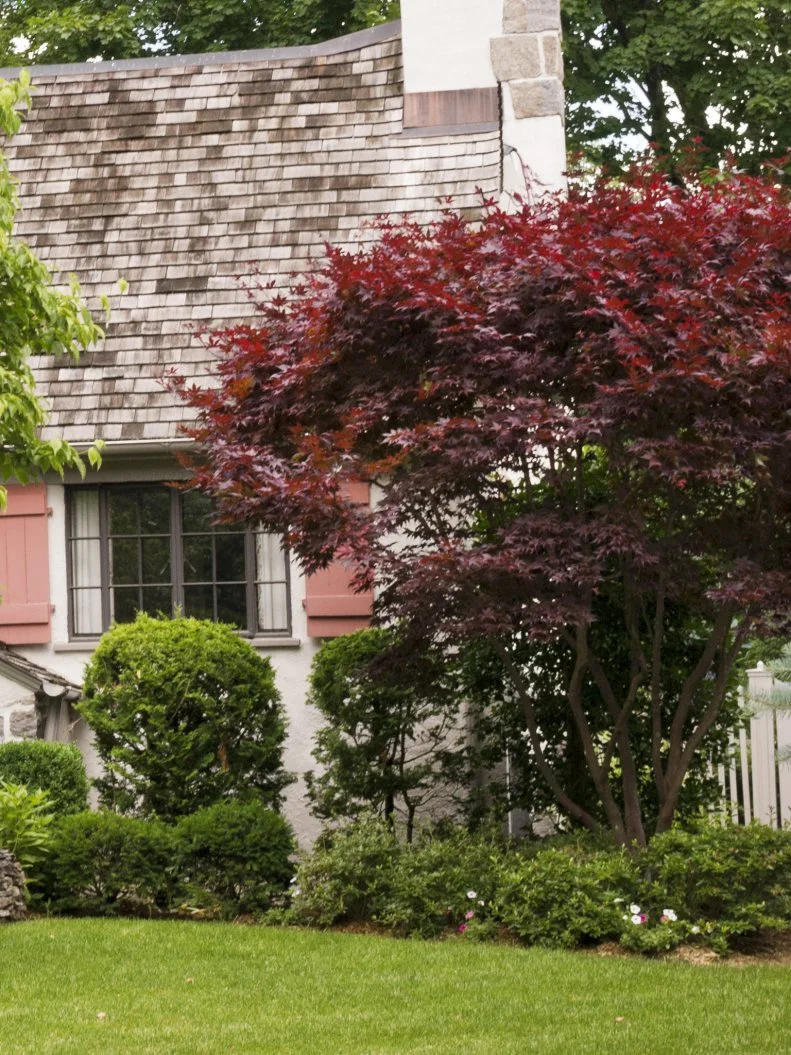 Japanese maple tree