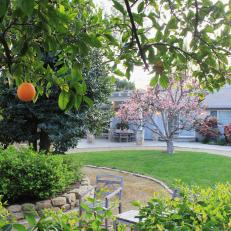 Orange Trees in Manicured Backyard