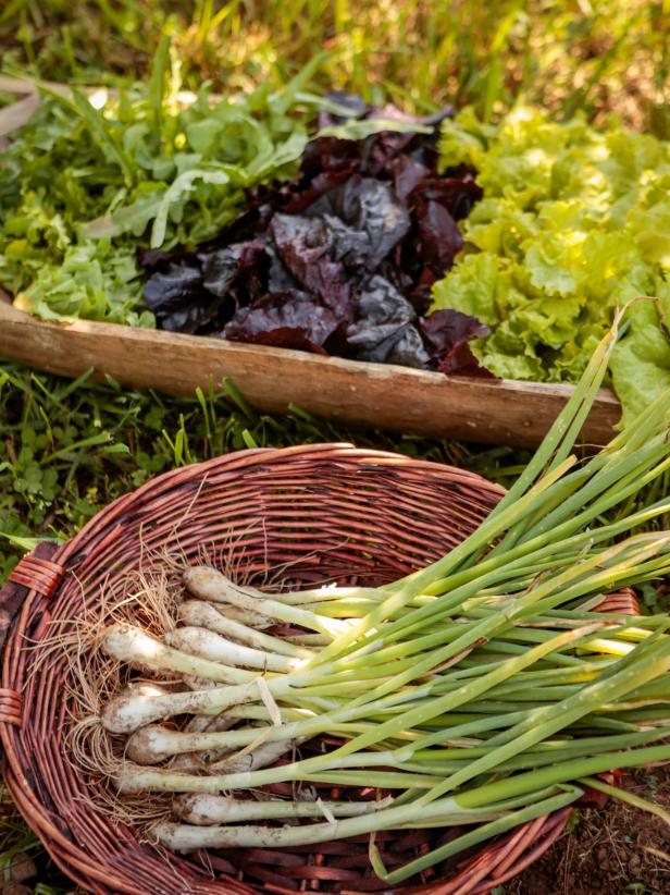 Spring onions and heirloom lettuce from the farm to your table.