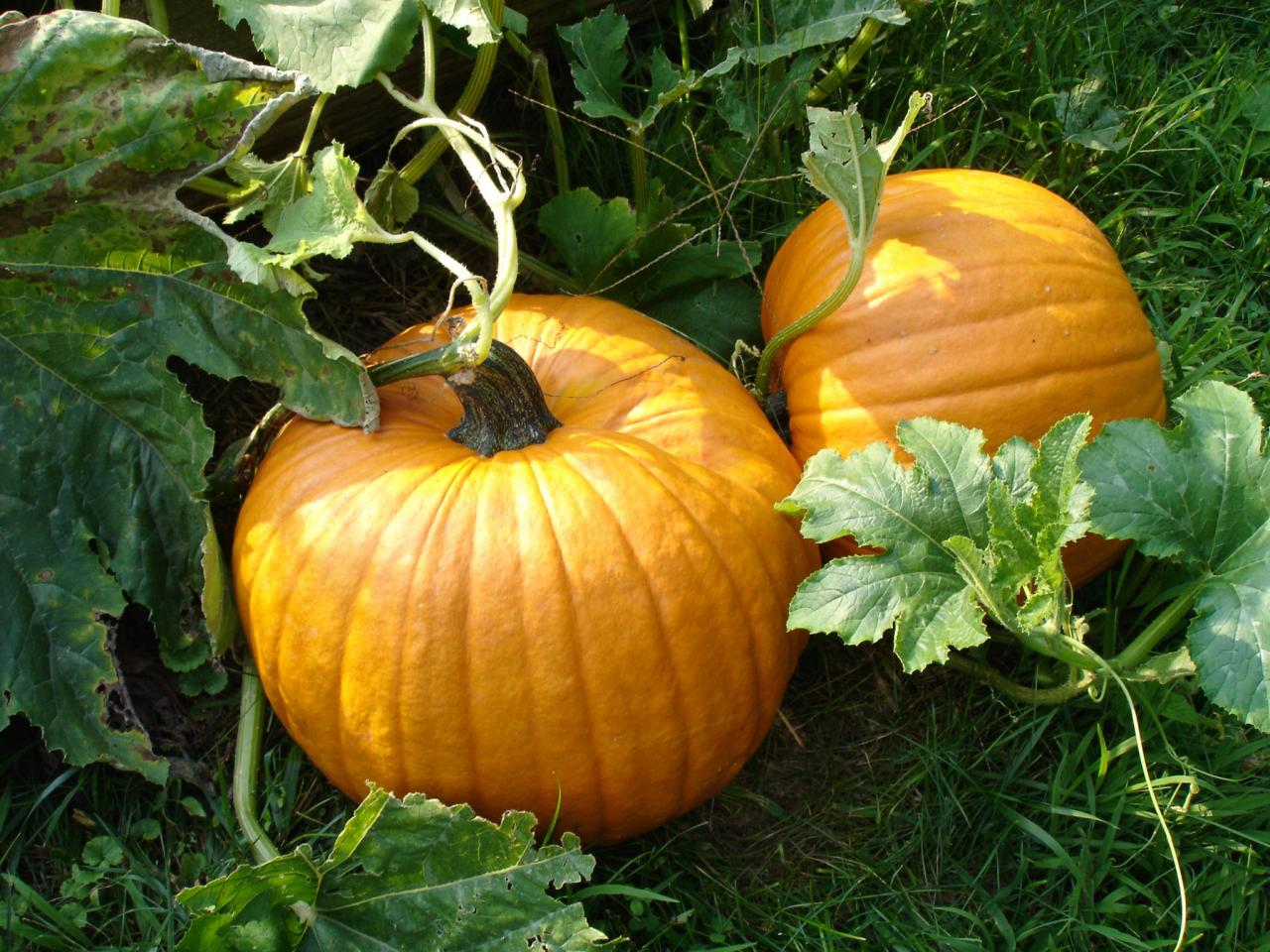 Pumpkin Plant Images