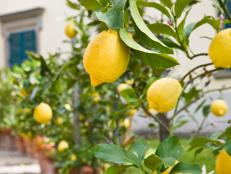 Lemons growing on Trees