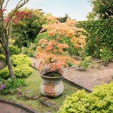 Container-Planted Japanese Maple in Traditional Terraced Garden