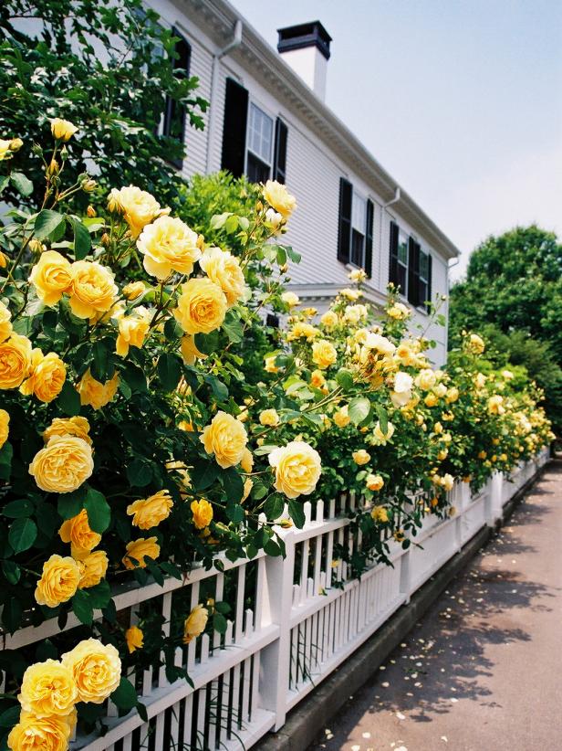 Martha's Vineyard Home With Picket Fence, Yellow Roses