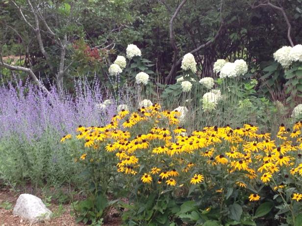 Garden With Purple, Yellow & White Flowers