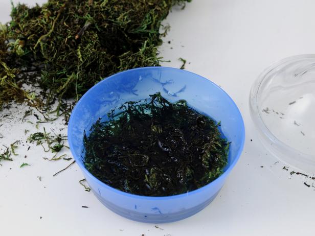 Soak the moss for your terrarium in a water-filled bowl.