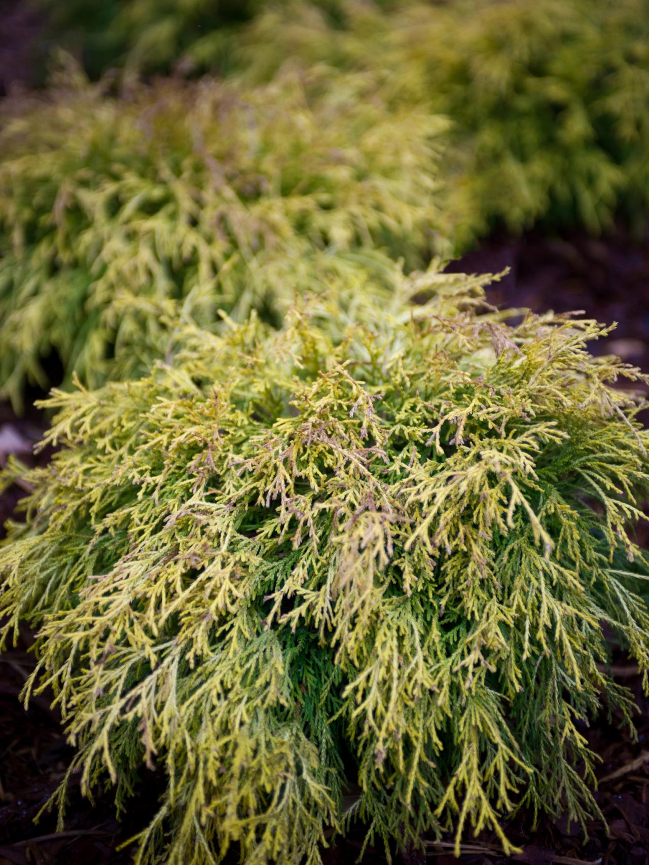 Gold Mop Cypress Shrub | HGTV Gold Mop Cypress